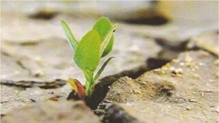 consigli evangelici 1