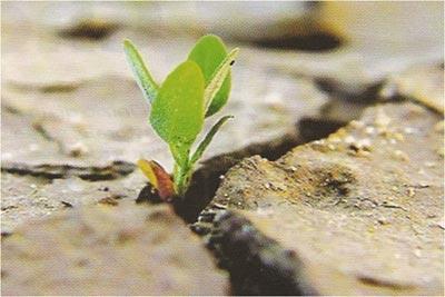 consigli evangelici 1